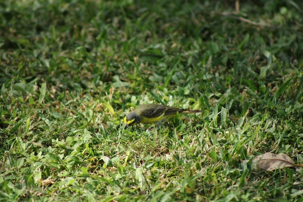 黄额丝雀(Crithagra mozambica)