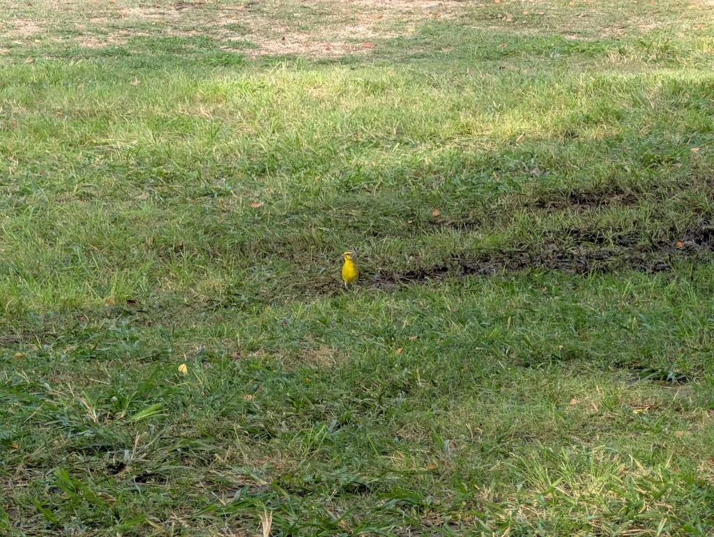 黄额丝雀(Crithagra mozambica)