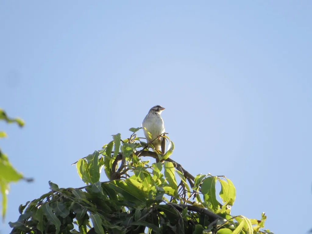 肯尼亚黄腰丝雀(Crithagra reichenowi)