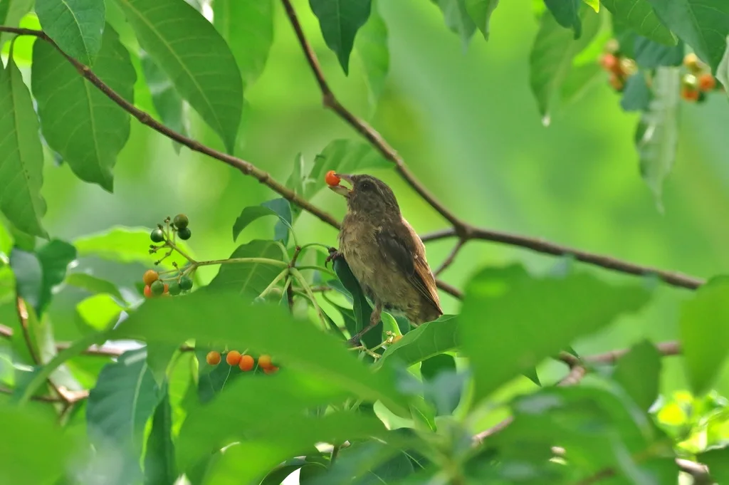 普林丝雀(Crithagra rufobrunnea)
