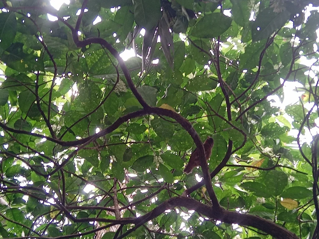 普林丝雀(Crithagra rufobrunnea)
