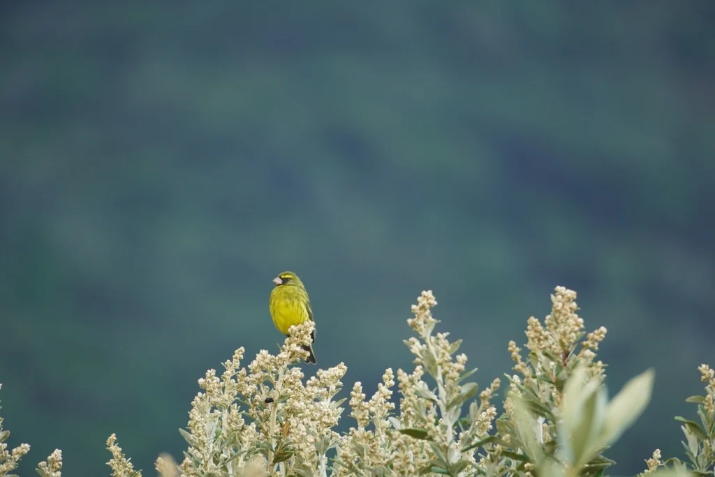 黄眉林丝雀(Crithagra scotops)