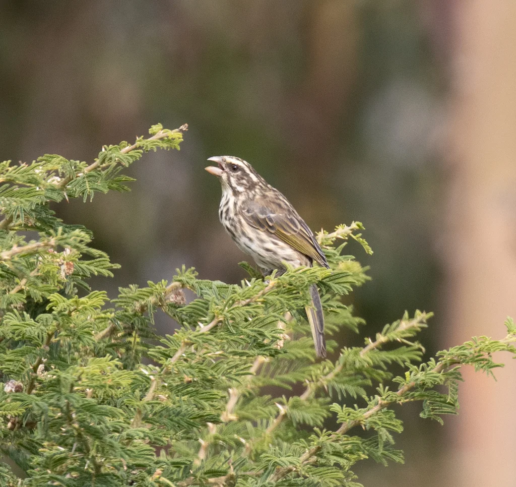 条纹丝雀(Crithagra striolata)