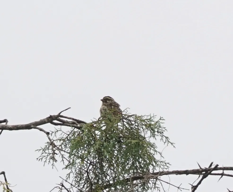 条纹丝雀(Crithagra striolata)