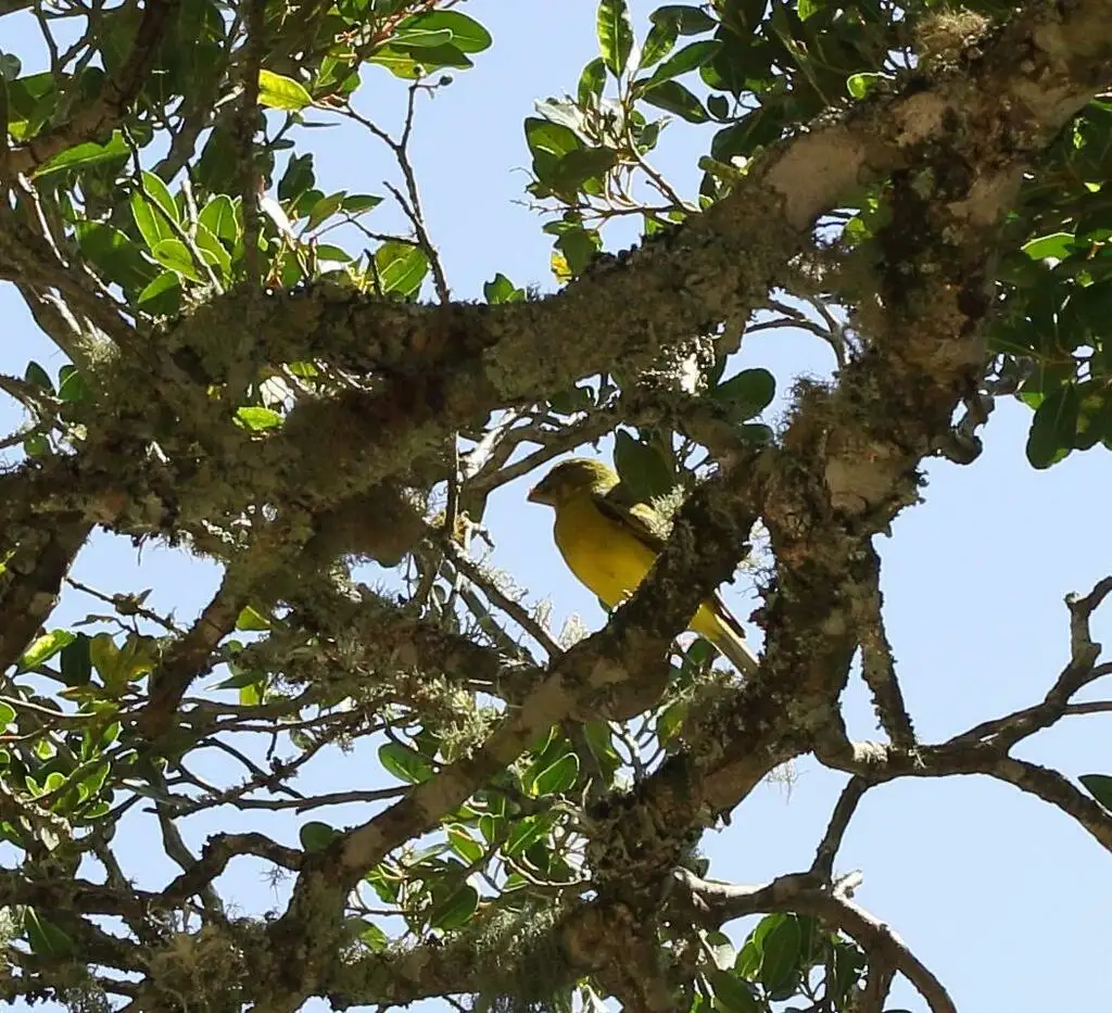 硫黄丝雀(Crithagra sulphurata)