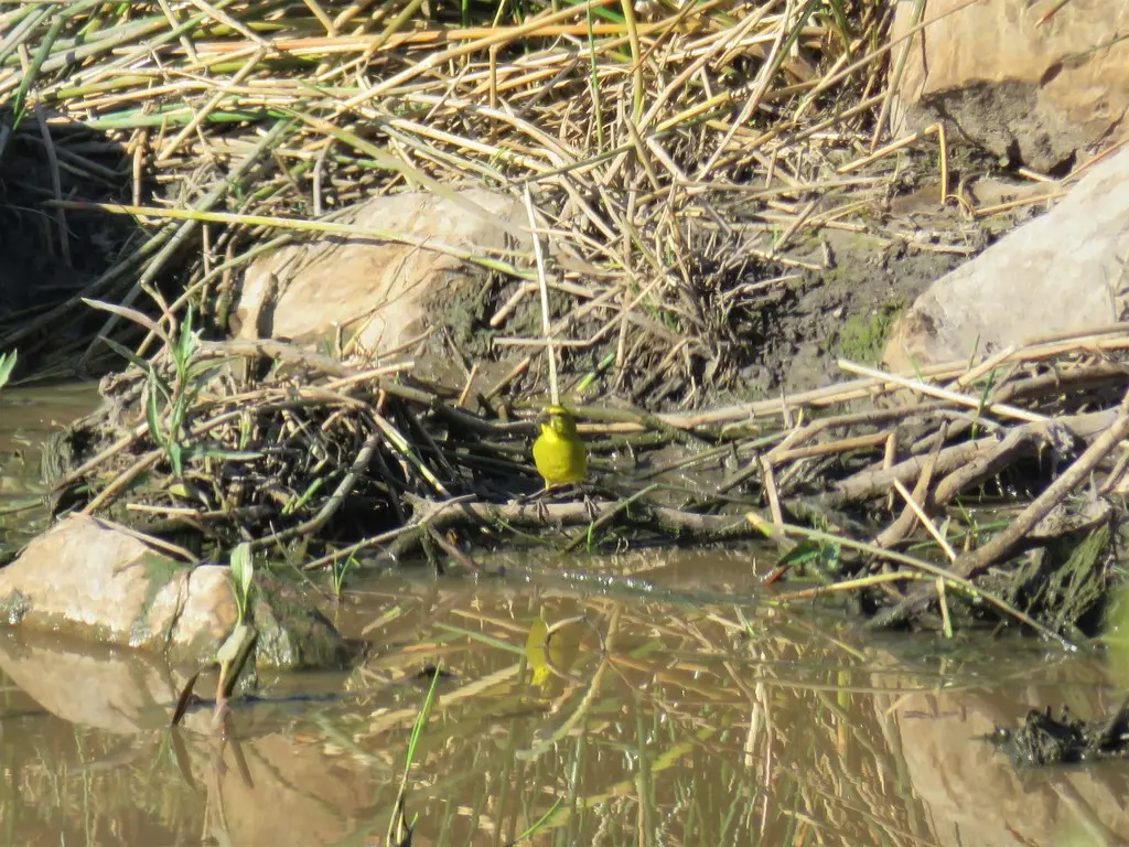 硫黄丝雀(Crithagra sulphurata)