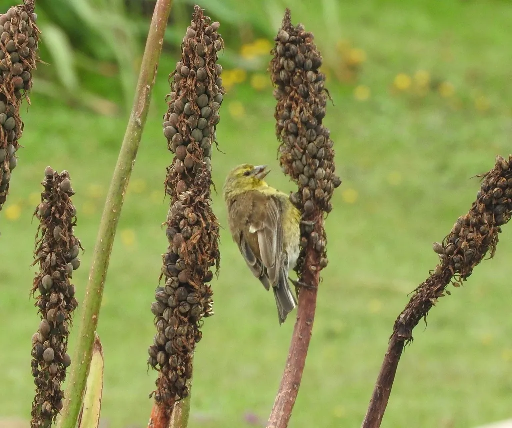 德拉丝雀(Crithagra symonsi)