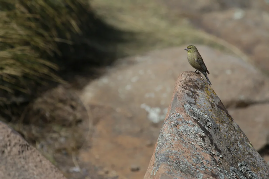 德拉丝雀(Crithagra symonsi)
