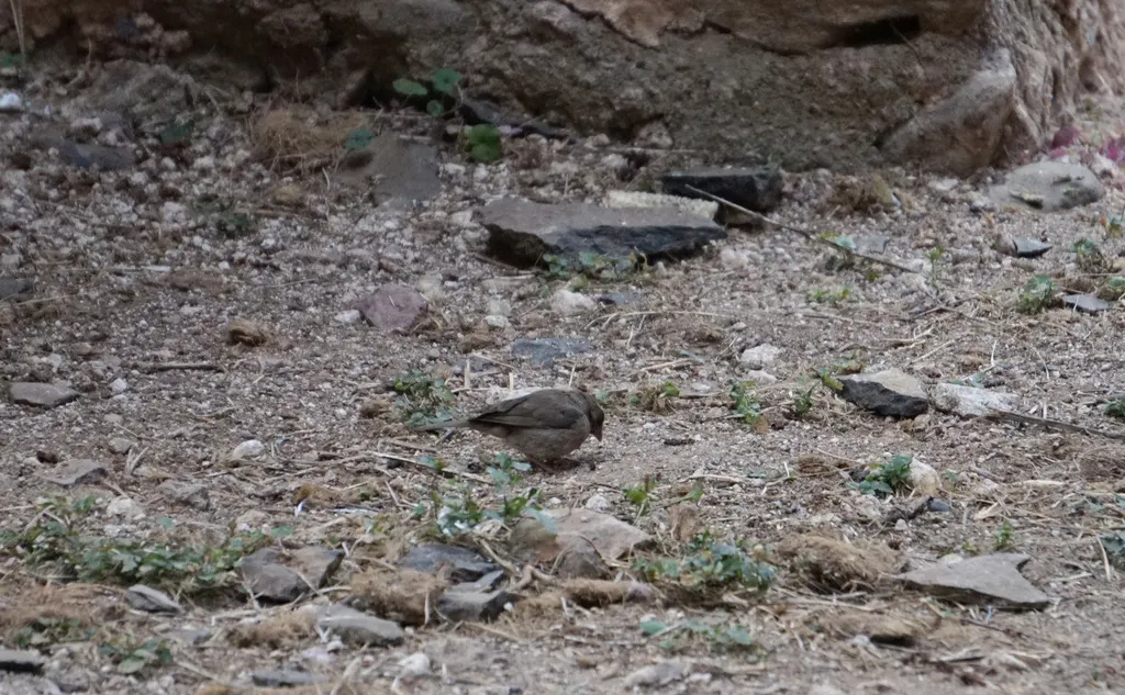 褐腰丝雀(Crithagra tristriata)