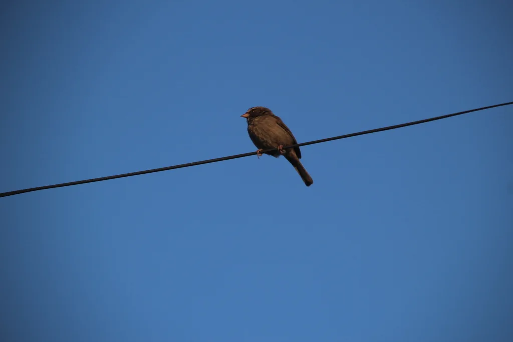 褐腰丝雀(Crithagra tristriata)