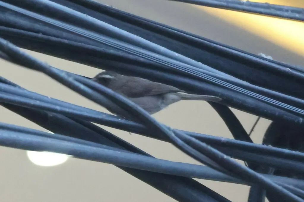 褐腰丝雀(Crithagra tristriata)