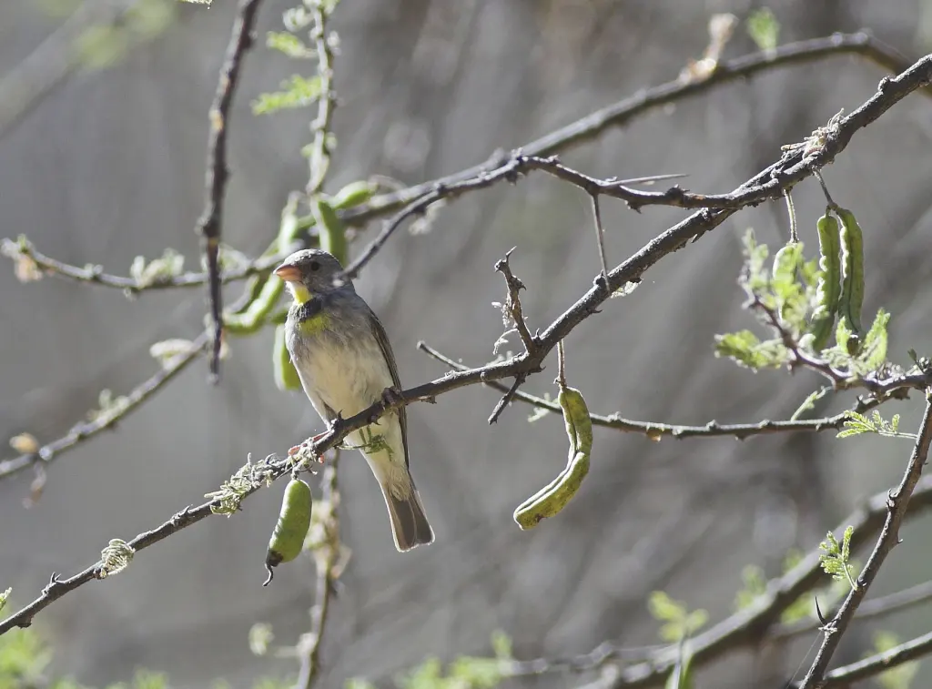 黄腰丝雀(Crithagra xanthopygia)