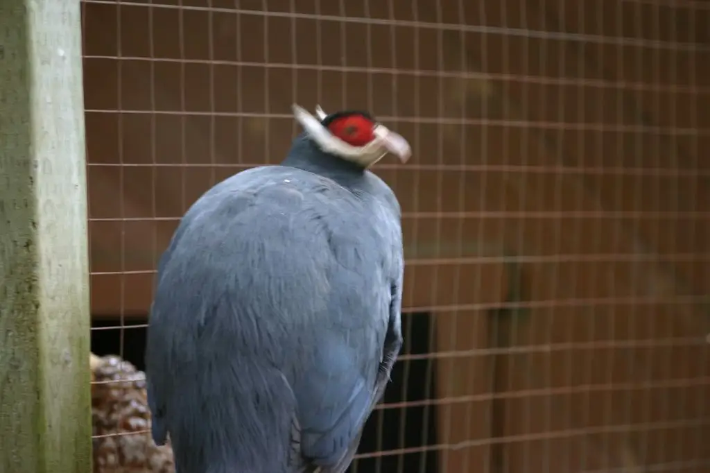 蓝马鸡(Crossoptilon auritum)