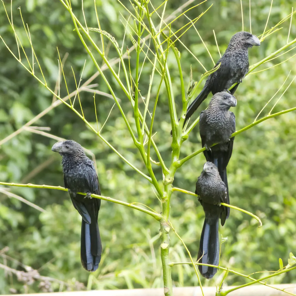 滑嘴犀鹃（Crotophaga ani）