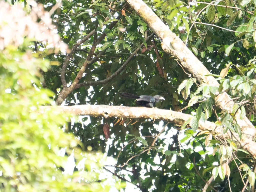 大犀鹃(Crotophaga major)