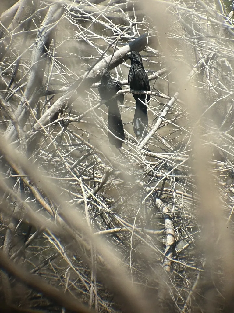 沟嘴犀鹃（Crotophaga sulcirostris）