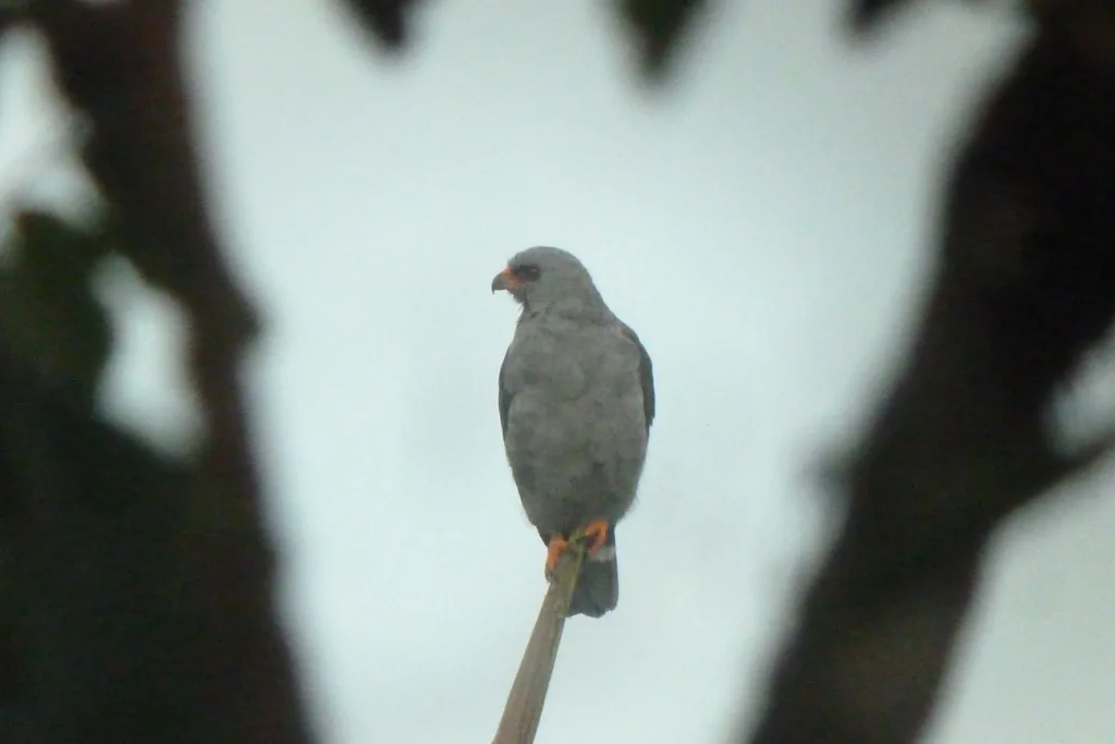 铅色南美鵟(Cryptoleucopteryx plumbea)
