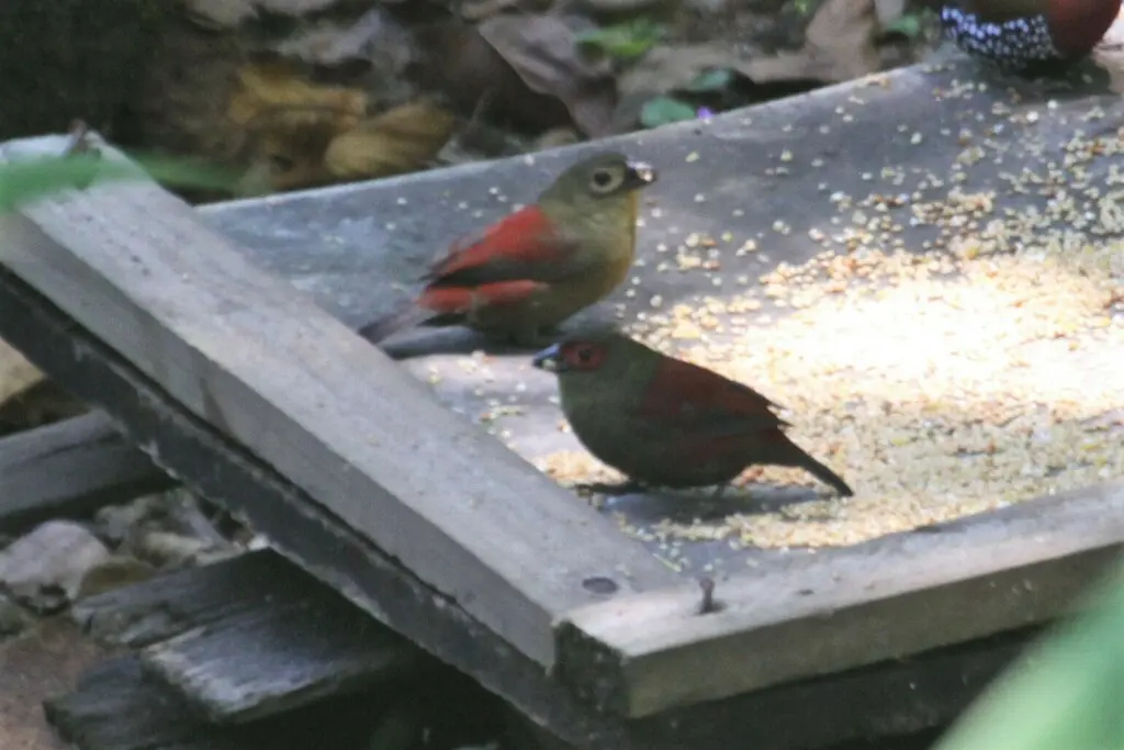 红脸朱翅雀(Cryptospiza reichenovii)