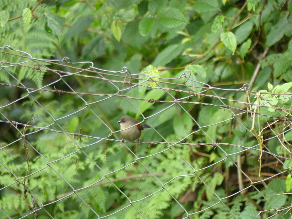 绿背朱翅雀(Cryptospiza salvadorii)