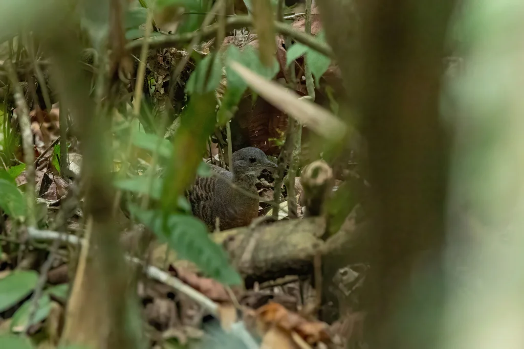 巴氏穴䳍(Crypturellus bartletti)