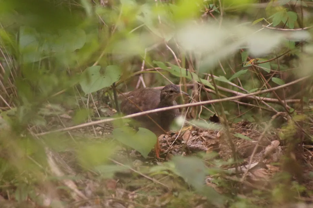 棕穴䳍(Crypturellus cinnamomeus)