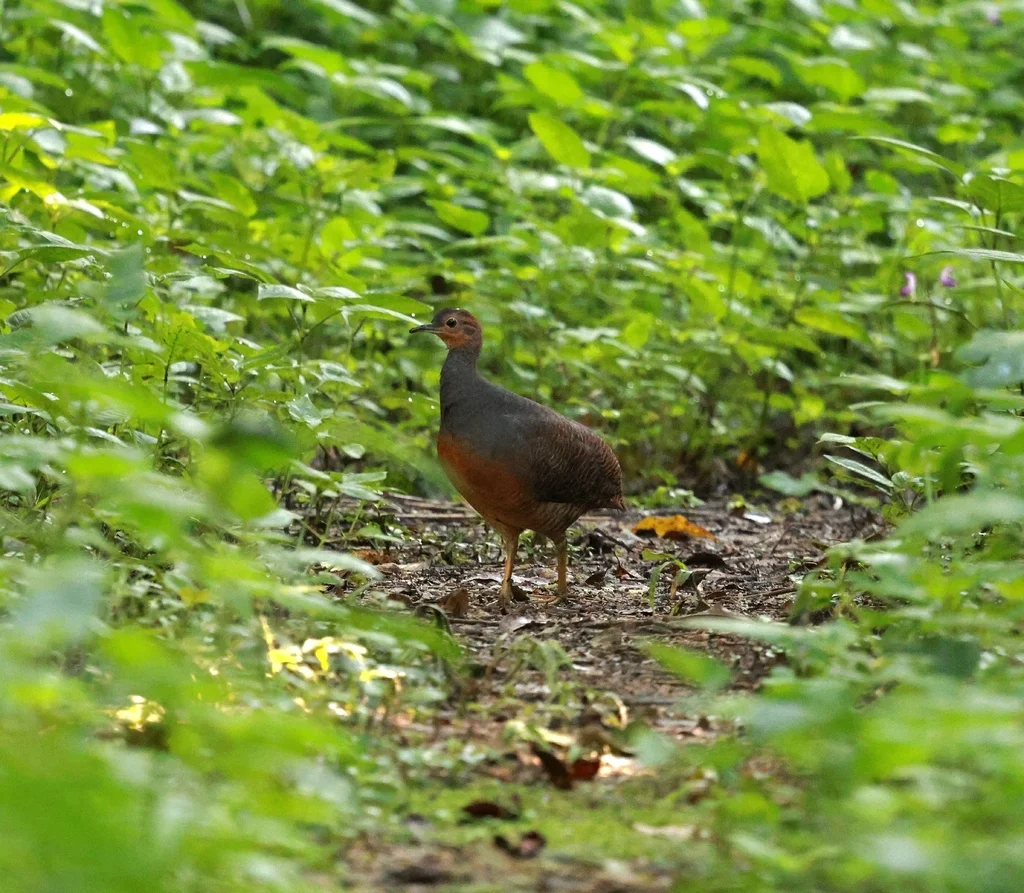 黄腿穴䳍(Crypturellus noctivagus)