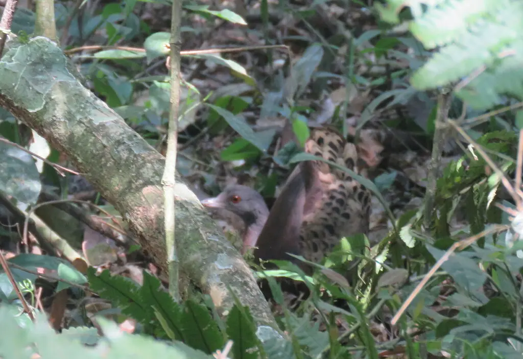 褐穴䳍(Crypturellus obsoletus)