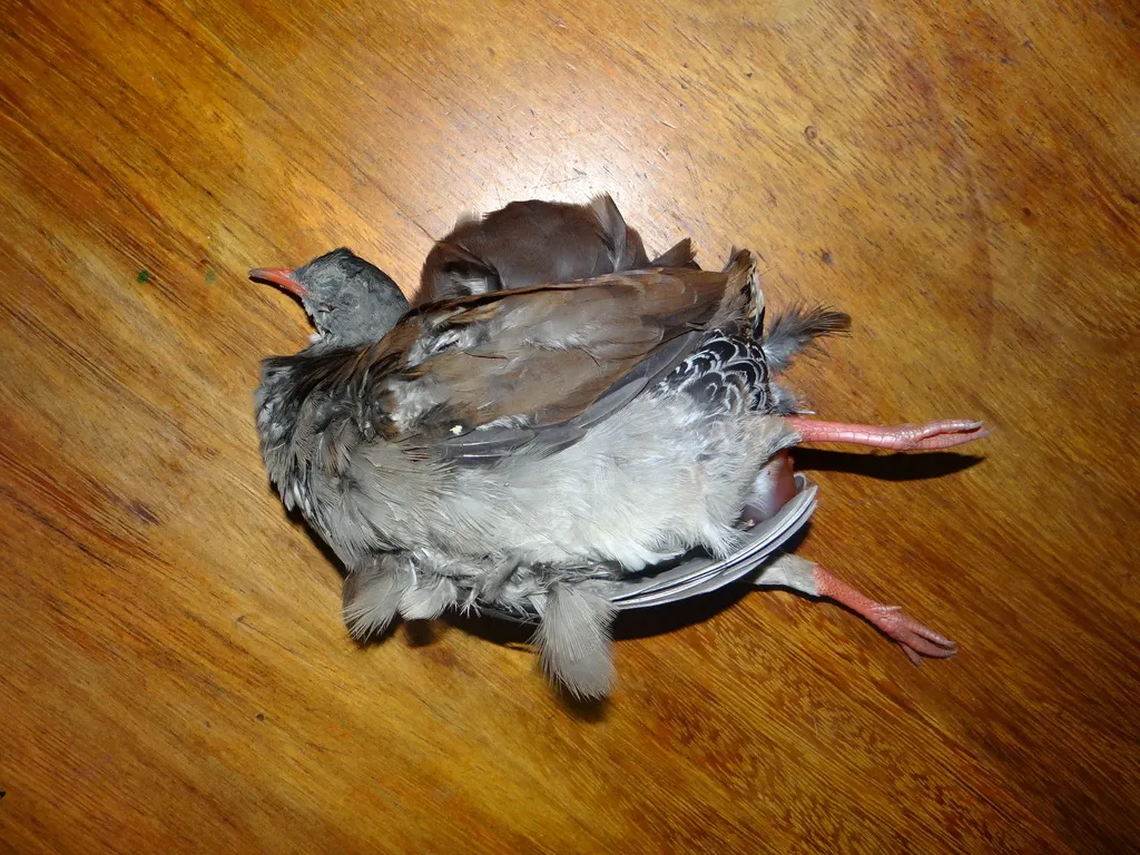 小嘴穴䳍(Crypturellus parvirostris)