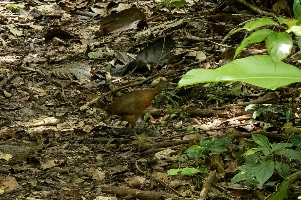 小穴䳍(Crypturellus soui)