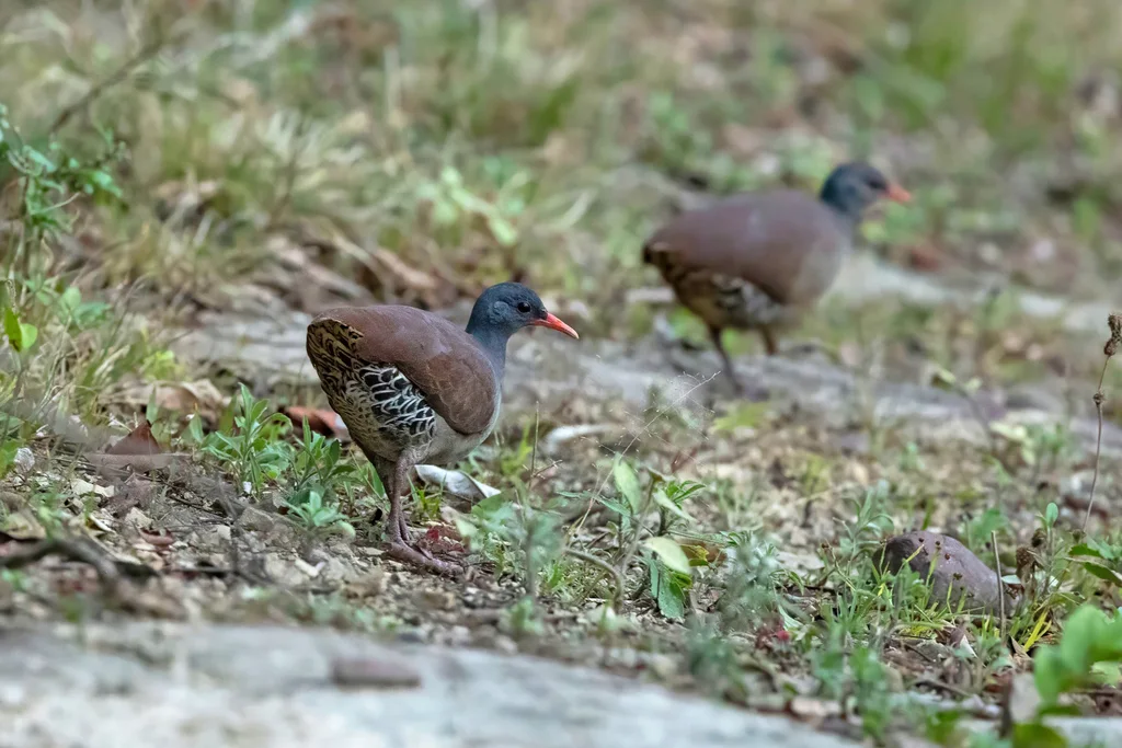 塔陶穴䳍(Crypturellus tataupa)