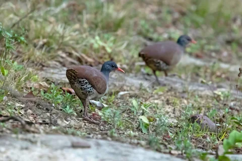 塔陶穴䳍
