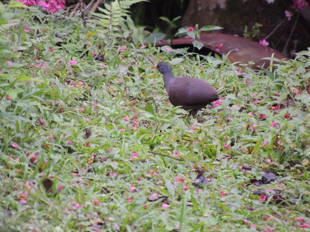 塔陶穴䳍(Crypturellus tataupa)