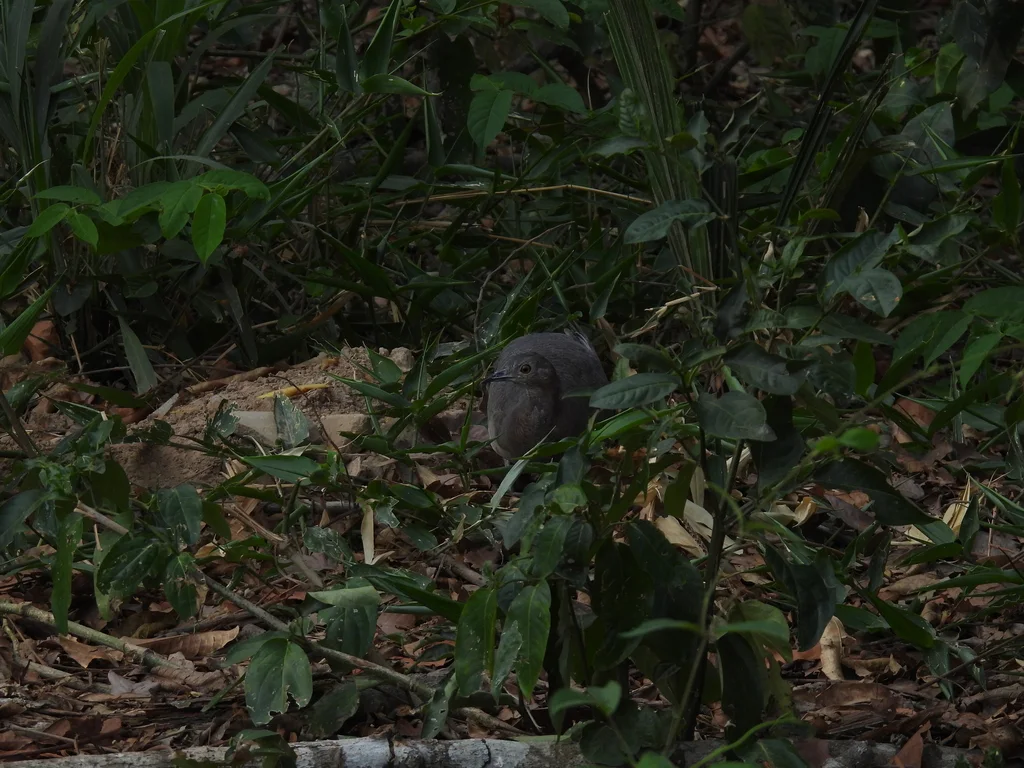 波斑穴䳍（Crypturellus undulatus）