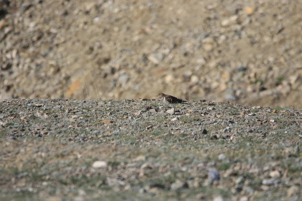 东方中杜鹃（Cuculus optatus）