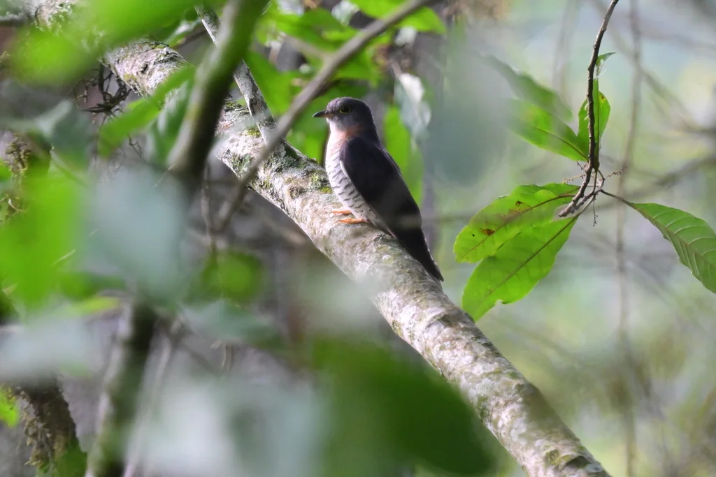 赤胸杜鹃（Cuculus solitarius）