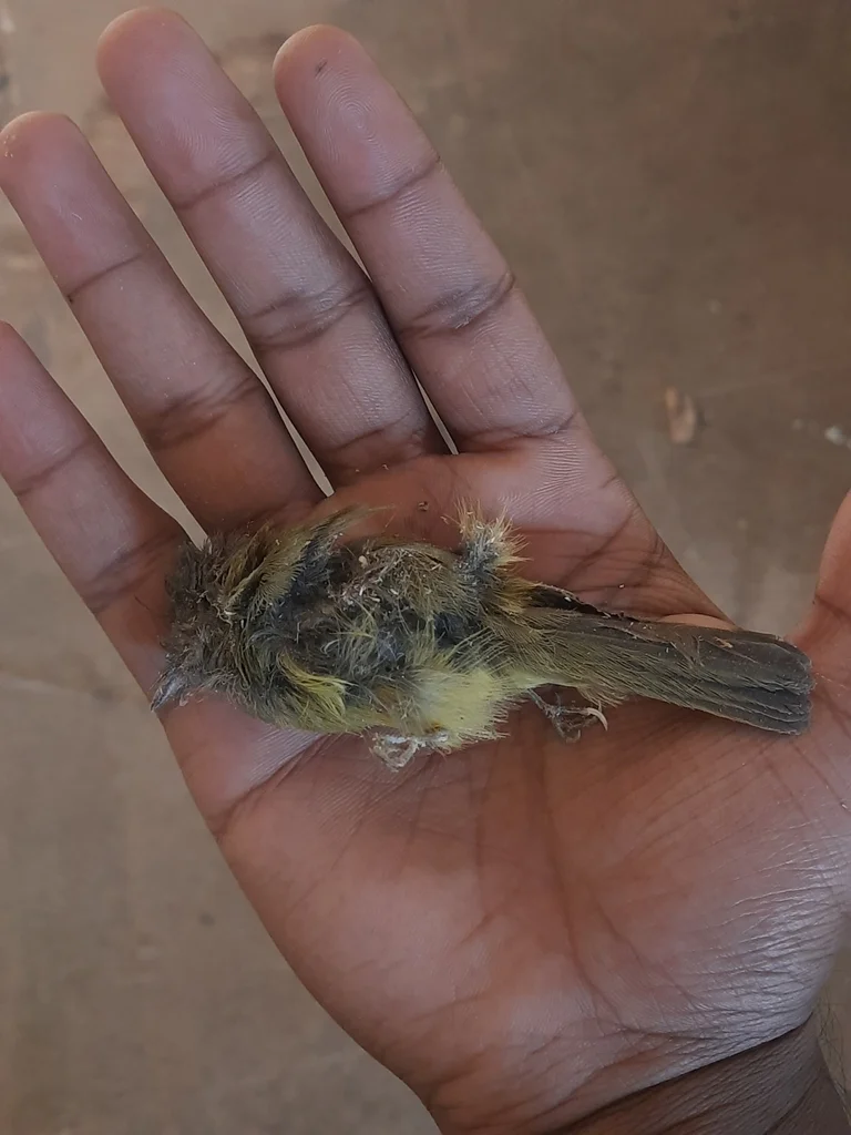 方尾鹟(Culicicapa ceylonensis)