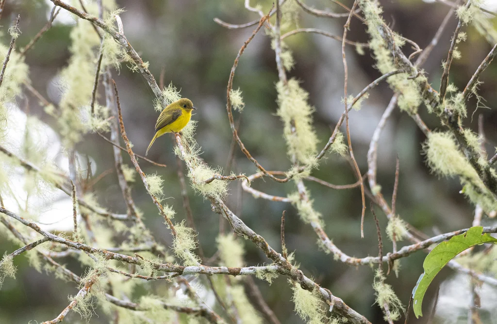 柠黄仙鹟(Culicicapa helianthea)