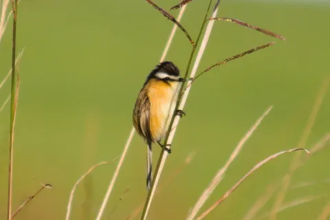 尖尾霸鹟