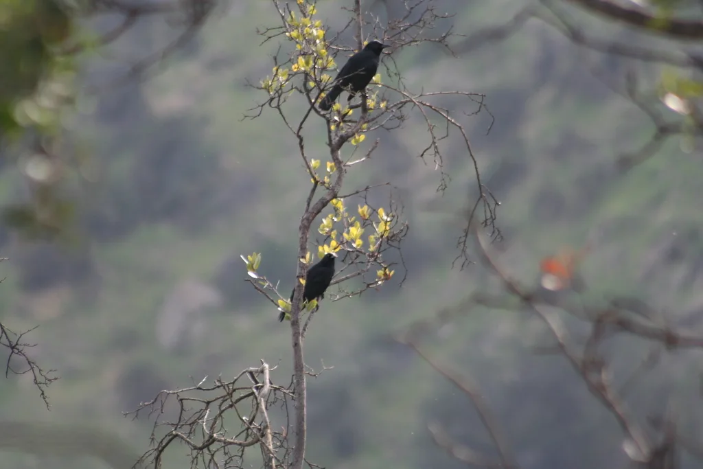 南美黑鹂(Curaeus curaeus)