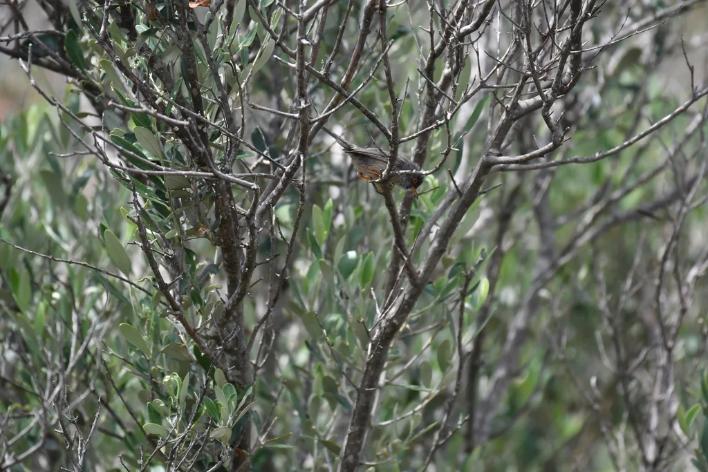 巴岛林莺(Curruca balearica)