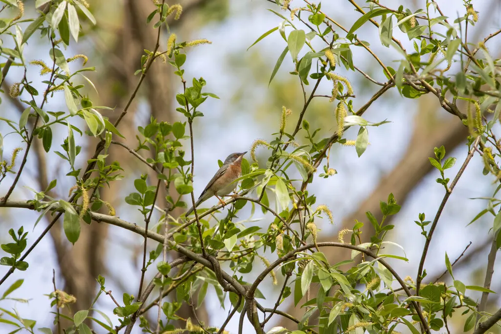 亚高山林莺(Curruca cantillans)
