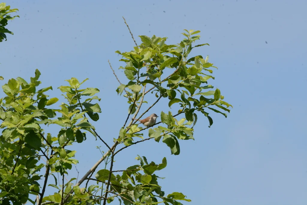 灰白喉林莺(Curruca communis)