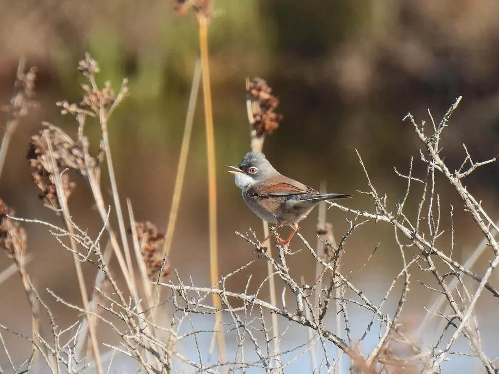 白眶林莺(Curruca conspicillata)