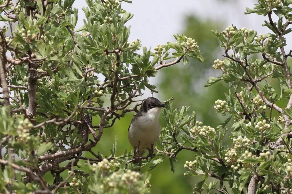 东歌林莺（Curruca crassirostris）