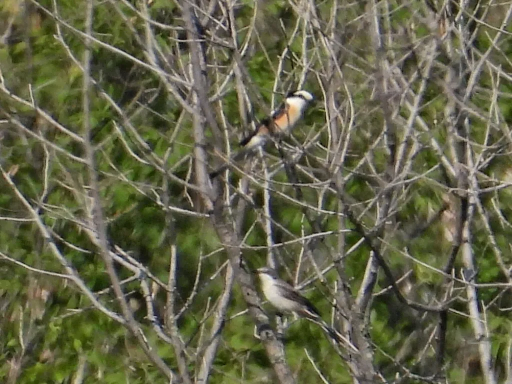 东歌林莺（Curruca crassirostris）