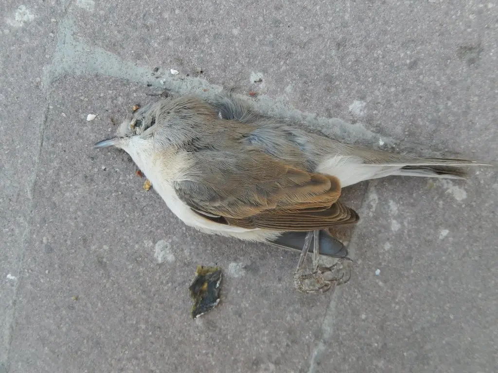 白喉林莺(Curruca curruca)