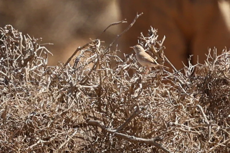 非洲漠林莺(Curruca deserti)