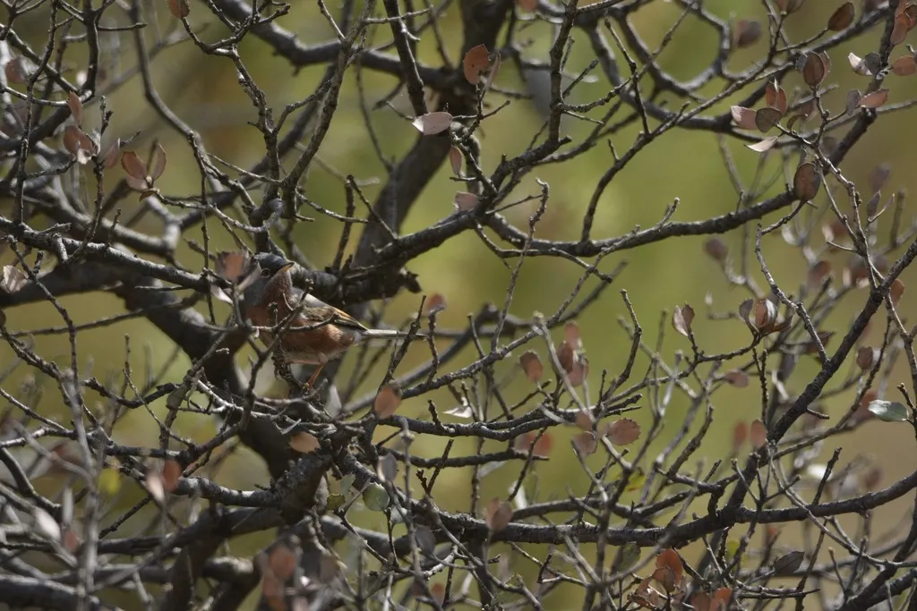 沙林莺(Curruca deserticola)