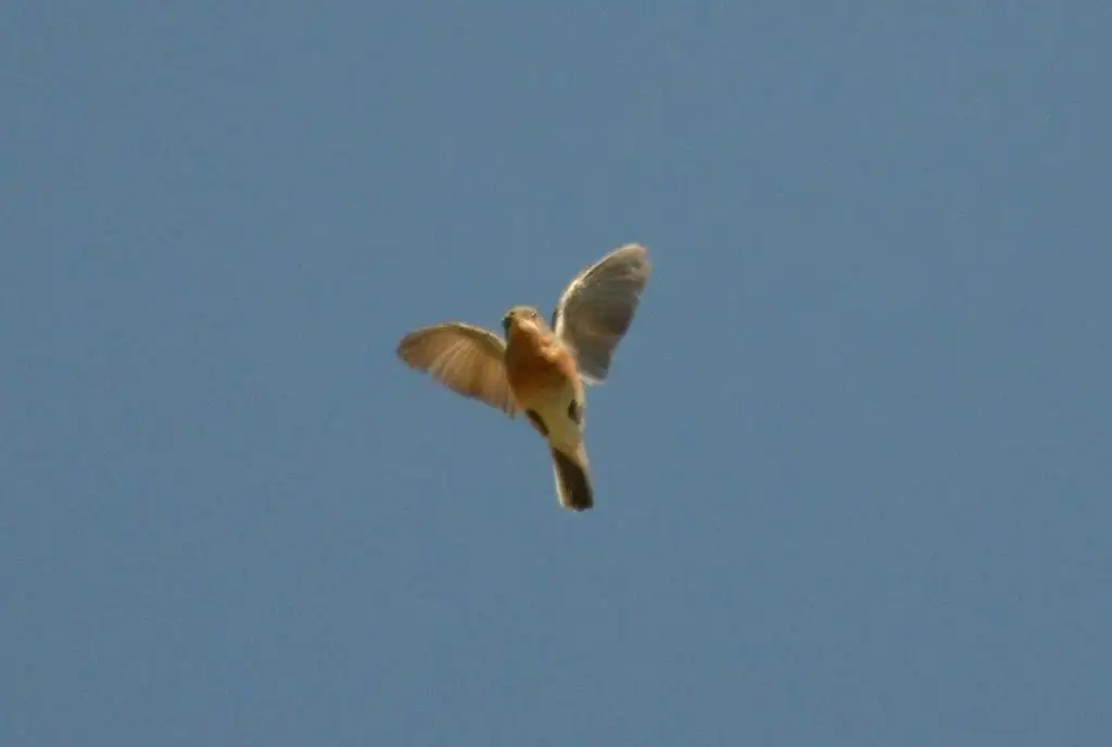 沙林莺(Curruca deserticola)