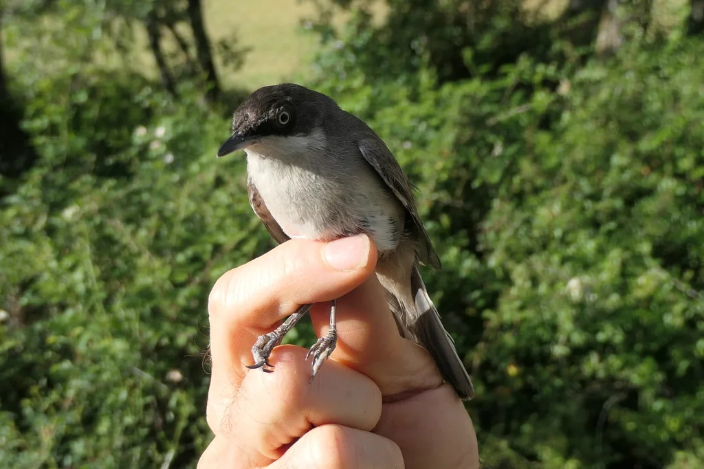 歌林莺(Curruca hortensis)
